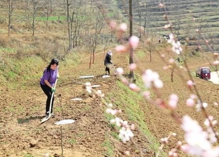 隴南成縣沙壩鎮(zhèn)楊壩村群眾在栽植花椒樹