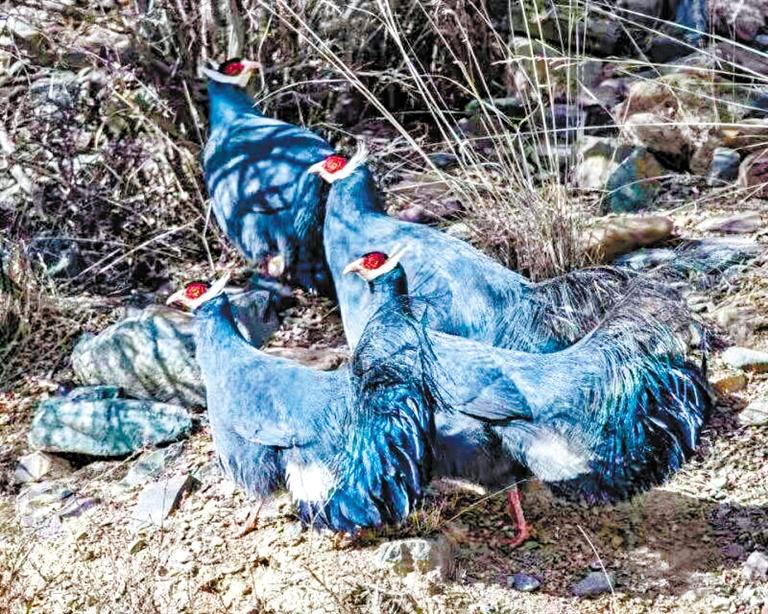 祁連山國家公園成群藍(lán)馬雞覓食嬉戲