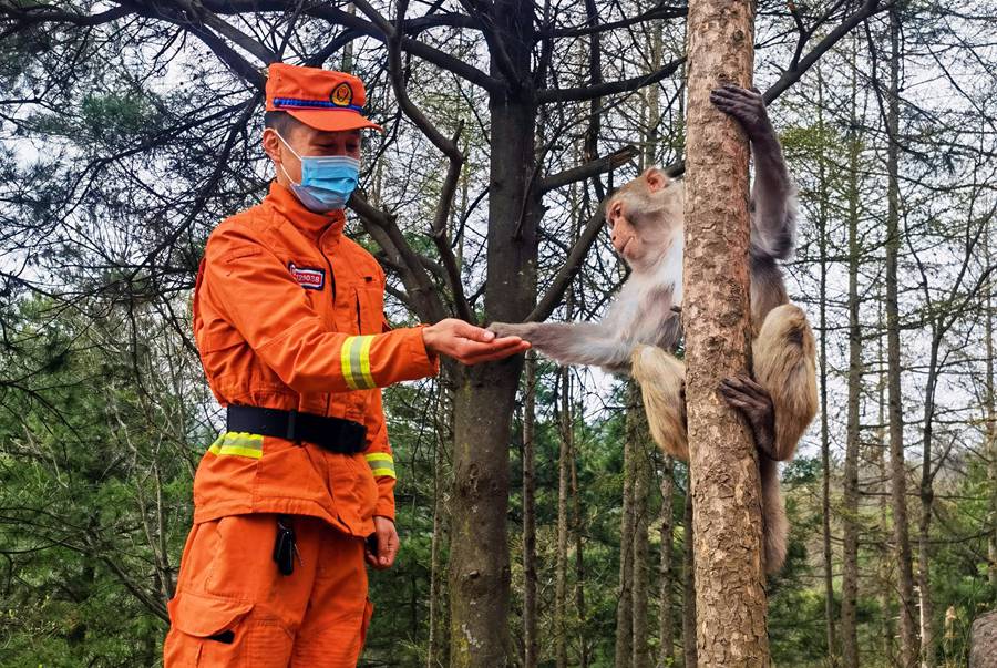 【甘快看】嗨！你好！甘肅隴南森林消防員巡護(hù)途中偶遇野生獼猴群