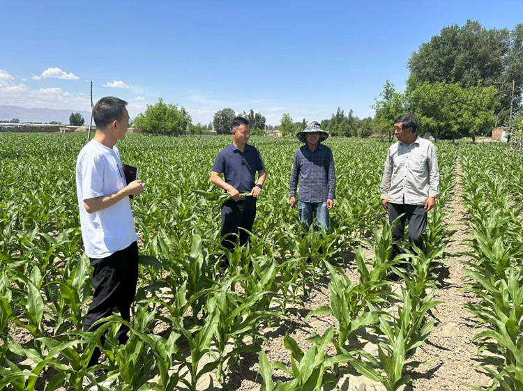 臨澤縣蓼泉鎮(zhèn)紀(jì)委工作人員深入田間地頭，現(xiàn)場(chǎng)了解玉米制種長(zhǎng)勢(shì)和產(chǎn)業(yè)發(fā)展情況。.jpg