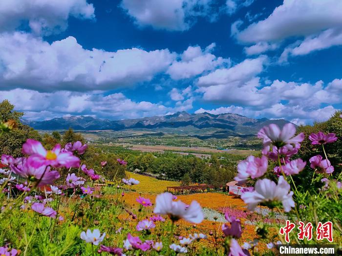 圖為盛夏時節(jié)的油嘴灣“花?！薄！∈茉L者供圖