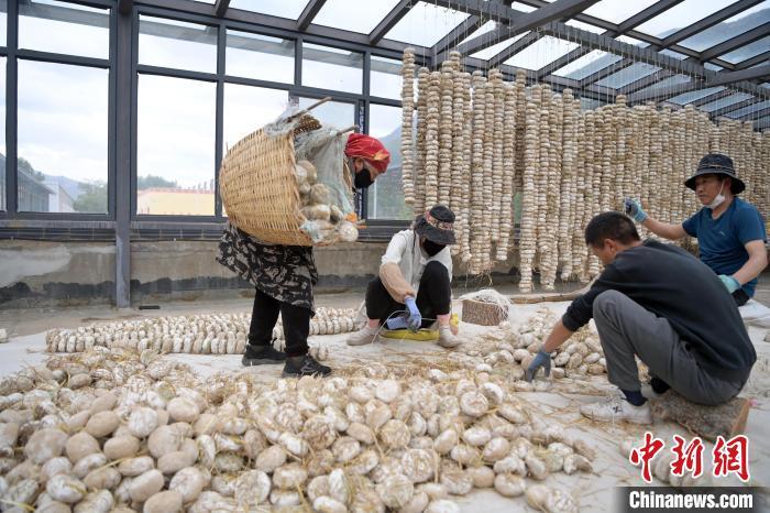 5月10日，甘肅省甘南藏族自治州迭部縣一青稞酒廠，工作人員用青稞面和青稞草等制成的曲坯用繩子串起來，方便掛起來曬干。九美旦增　攝