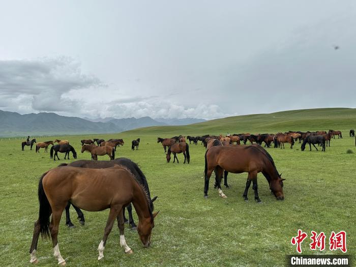 7月中旬，在山丹馬場草原上吃草的“山丹馬”?！〈魑牟?攝