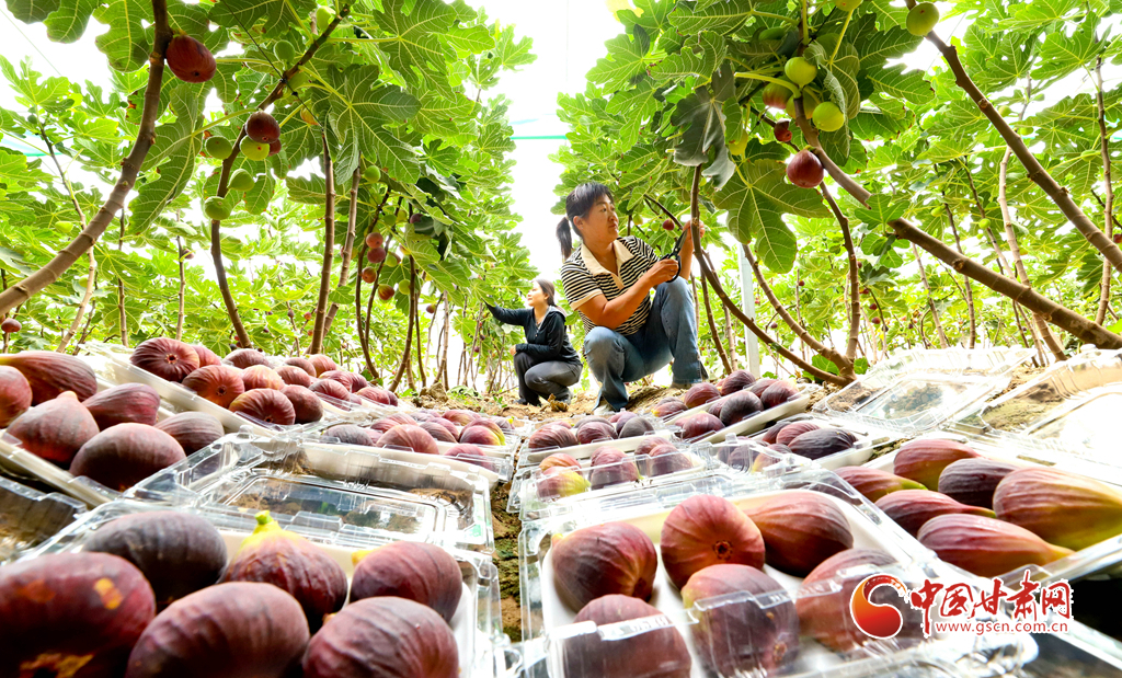 張掖富鍶無花果進入采摘季